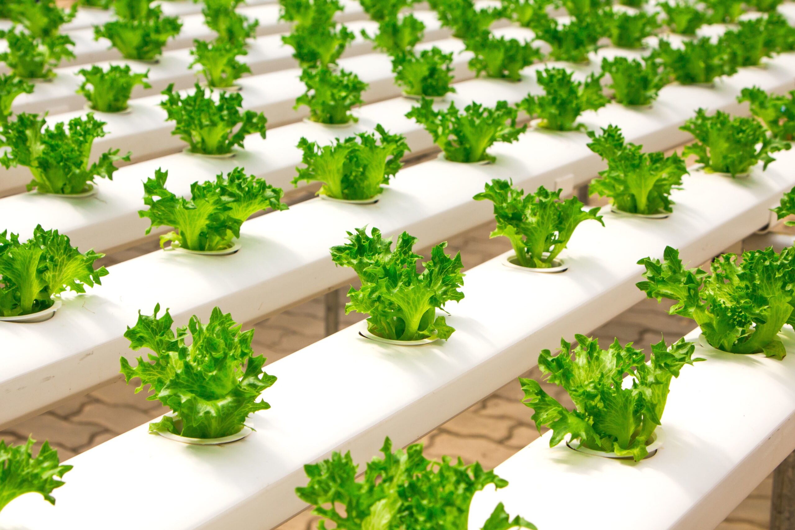 baby vegetables growing on a farm