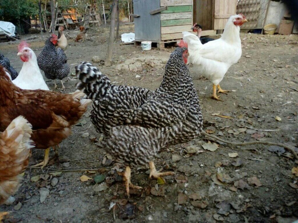 Наша Фарма